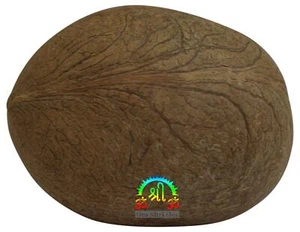 OM SHRI OM Coco entero seco para puja ceremonia religiosa india - Imagen 1 de 4