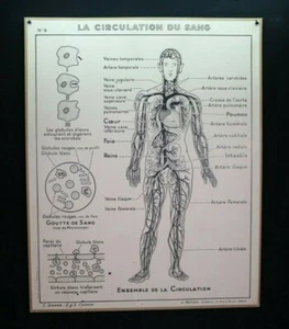 FA091 ancien poster scolaire HATIER 9 Coeur Vaisseaux sanguins circulation sang - Imagen 1 de 8