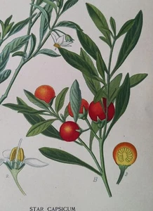Impresión de 1897 Star Capsicum, Solanum Capsicastrum. Edward Step. 126 años de antigüedad. - Imagen 1 de 3