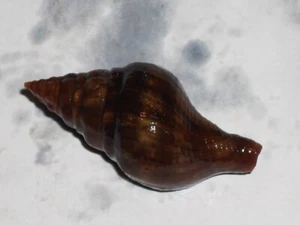 EUTHRIA CORNEA EXTRA DWARF - Picture 1 of 2