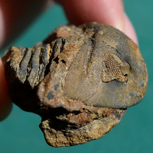 Rare Trilobite, Vogesina lacunafera, Devonian era, Trilobite Fossil, Bolivia - Picture 1 of 14