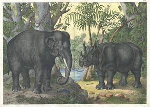 Antique Print "Elephant and Rhino" Gotthilf Heinrich von Schubert, 1869 - Picture 1 of 2