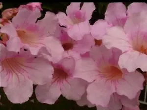 5 cuttings Pandorea Jasminoides “Pink Magic” - Picture 1 of 4
