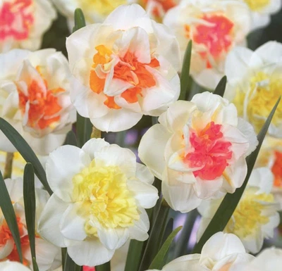 Mezcla de flores dobles de narciso de 10 bombillas Foto 1 de 4