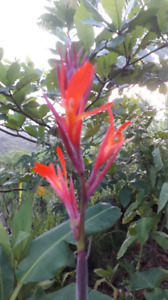 2x Canna lily Rhizomes, Easy to grow multiple color flower Medicinal Free Offer 