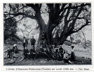 1910  --  TUNISIE  OLIVIER HAMMAM MESKOUTINE  2000 ANS - Imagen 1 de 1