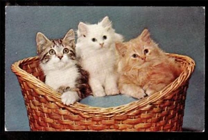 c1960 Vintage Chrom Mitgliedskomitee im Korb Kätzchen Katze Postkarte - Bild 1 von 1