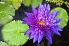 King of Siam Tropical Water lily Aquatic Pond Plant Mature Blooming Size