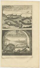No. 355 Fish Species - Valentijn (1726)