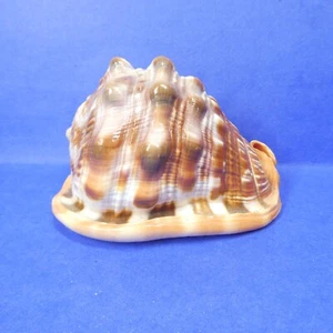 Cassis Cypraecassis Rufa African Bullmouth Helmet Conch Shell Seashell 4" 269g - Picture 1 of 11