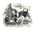 Beagle - CUSTOM MATTED - Dog Art Print - Morgan Dennis
