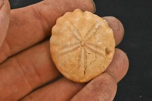 Fossiler Bär Rotuloide Fimbriata Marokko Eozän Sand Dollar 38mm - Bild 1 von 4
