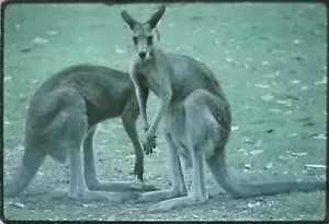 JEAN'S KANGAROOS SYDNEY AUSTRALIA JANUARY 1970 KODACHROME SLIDE - Picture 1 of 3