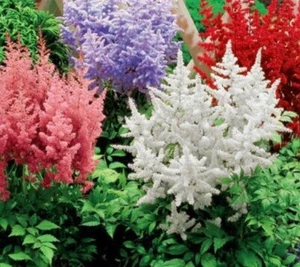 1000 Mix Astilbe Flower Seeds Perennial - Fragran Astilbe Arendsii Bunter - Picture 1 of 13