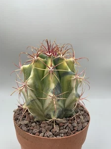 Ferocactus Acanthodes Hybrid Variegato Pot 10 Cm Verde Scuro Giallo Rare Plant - Imagen 1 de 6