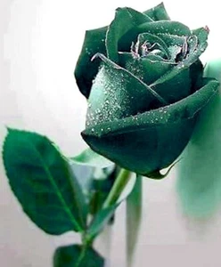 Rare 10 graines Rosier Grimpant VERT DARK GREEN 10x Climbing Rose rosebush seeds - Imagen 1 de 5