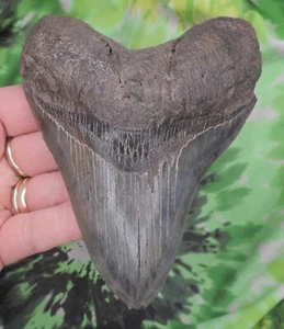 Megalodon Sharks Tooth 4 7/8" inch fossil sharks teeth tooth - Picture 1 of 5