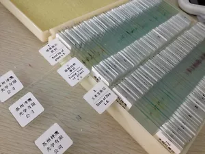 100 Stck. Professionelle Glasscheibe Vorbereitetes Mikroskop Objektträger Pädagogische Probe - Bild 1 von 9
