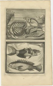 N.º 144 Especies de peces - Valentijn (1726) - Imagen 1 de 1