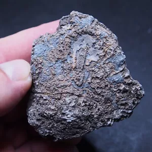 153gr. Fósil Coral Rugoso Phillipsastrea piñas Devónico 1 - Imagen 1 de 6