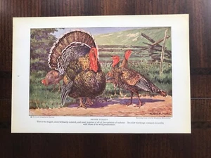 1930 vintage original Magazine Illustration Bronze Turkeys - Picture 1 of 1