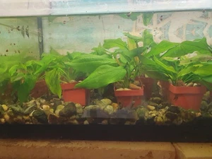 Echinodorus horizontalis, 5 jung Pflanzen im Topf gezogen - Bild 1 von 8