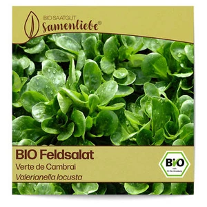 BIO Salat Samen Sorte Verte de Cambrai Gemüsesamen BIO Gemüse Saatgut samenfeste - Bild 1 von 8