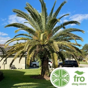 Date Palm - Palm Tree - 4 Seeds - Canary Island - FREE DELIVERY - Picture 1 of 1