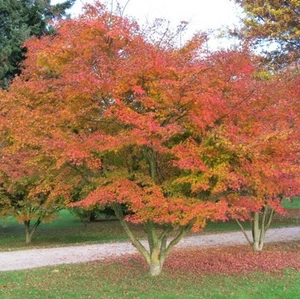Acer palmatum "corallinum" INNESTATO- acero giapponese a fusti arancioni (Vaso 2 - Imagen 1 de 3