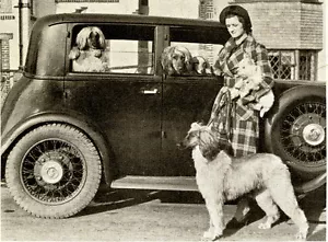 AFGHANISCHER HUND CHARMANTE HUNDE GRÜSSE NOTIZKARTE DAME & HUNDE IM AUTO FOTOKARTE - Bild 1 von 1