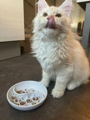 Slow Feeder Bowl for Cats & Dogs Anti Gulp Pet Food Dish, Fun Feeding Bowl - Image 1 of 4