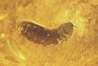 Coccid Larva. Fossil Insect In Baltic Amber #12000