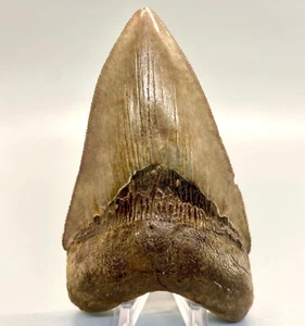 Hochwertiger scharf gezackter 4,82 Zoll fossiler MEGALODON Haizahn - USA - Bild 1 von 7
