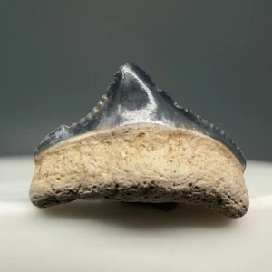 Bunter hinterer 0,60 Zoll fossiler MEGALODON Haizahn - Bone Valley, FL - Bild 1 von 6