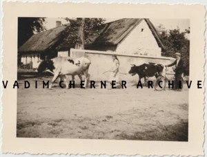 Old Poland Ukraine Photo Original WWII Women and kow  - Picture 1 of 2