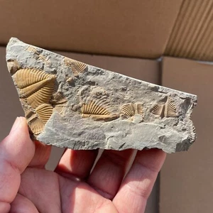 102g Silurzeit Coronocephalus Trilobit Schwanzpräparat Gestein Hunan China - Bild 1 von 16