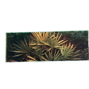 Beautiful Mini Photograph Fine Art On Watercolor Paper W Deckled Edge! 11 “X 4 “ - Picture 1 of 6