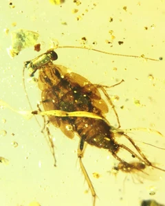 Burmese fossil burmite Cretaceous amber Cockroach insect fossil amber Myanmar - Imagen 1 de 8