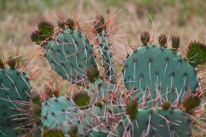 Opuntia phaeacantha 'Mesa Sky' - cutting - frost hardy cactus