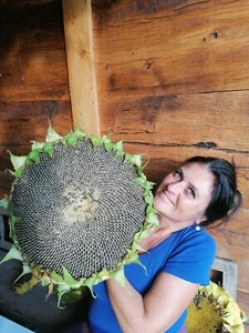 SUNFLOWER "Mongolian Giant" 125 Seeds - Picture 1 of 6