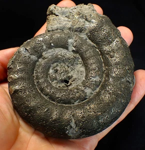 Big pyrite Eoderoceras ammonite fossil (104 mm) Jurassic Coast UK minerals rocks - Picture 1 of 6