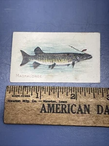Tarjeta coleccionable de tabaco Maskalonge serie peces cigarrillos soberanos antiguos raros - Imagen 1 de 2