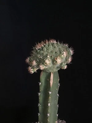 Strombocactus disciformis cactus monstruosa cestada muy raro Foto 1 de 4