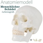 Anatomiemodell Sch�del  Modell Untericht Studium  Lebensgro� medmod
