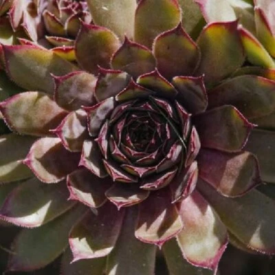 1 Red Beauty Hardy Hen&Chicks plug - Rare Sempervivum Colorockz Series - Image 1 of 4