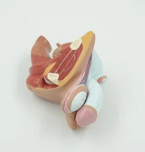 1:1 Male internal and external generative organ Medical Anatomical Model - Picture 1 of 8