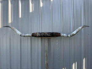 MOUNTED STEER HORNS 7 feet 1 Inch wide LONGHORN POLISHED MOUNT BULL COW - Picture 1 of 4