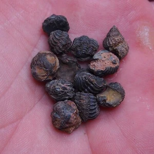 12pcs 9-11mm smal Trilobite Acastoides Devonian Trilobiten lot Arthropods 1074 - Picture 1 of 5