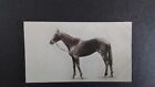 W. SANDORIDES, 1923 "LUCANA" NO 13, FAMOUS RACEHORSES,  RHODORA,  WIDE CARD,