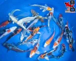 (10) 6" PREMIUM GRADE STANDARD FIN POND PACK Live Koi Fish Garden Pond - Picture 1 of 5